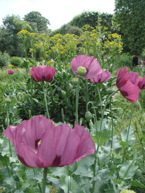 Papaver somniferum fleur